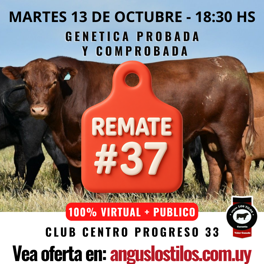 Remate 37 angus LOS TILOS